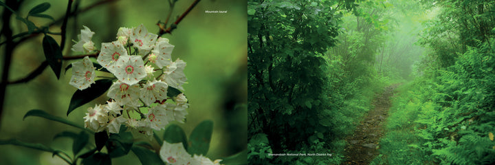 A misty forest path winds beside white mountain laurel blooms—an iconic scene featured in "Iconic and Hidden Gems of the Appalachian Trail" by Schiffer Publishing, Ltd.