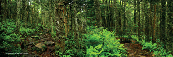 Capture the beauty of the Appalachian Trail with "Iconic and Hidden Gems of the Appalachian Trail" by Schiffer Publishing, Ltd.—ideal for day hikers or nature photographers seeking lush forest scenes, mossy rocks, and sunlit foliage.