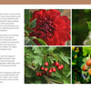 A collage from Schiffer Publishing, Ltd.'s "Trees of the World" features a deep red dahlia, hazelnuts in husks, red berries on branches, and acorns—showcasing the stunning diversity of global trees and plants.