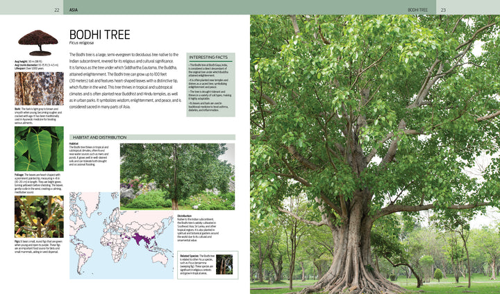 A large Bodhi tree with a thick trunk and spreading branches stands in a grassy park—a striking specimen featured in Trees of the World by Schiffer Publishing, Ltd.