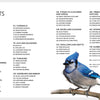 On the left, "Backyard Birds of North America" by Schiffer Publishing, Ltd. features a table of contents listing species for easy bird identification. On the right, a blue jay perches on a branch against a light gray background.
