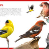 A collage from Schiffer Publishing, Ltd.'s "Backyard Birds of North America" shows five colorful finches on branches and a feeder, with ID tips for bird lovers on a white and red background.