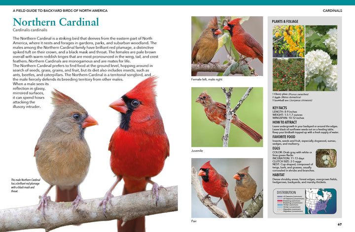 Backyard Birds of North America by Schiffer Publishing, Ltd. features striking images of male and female Northern Cardinals—bright red male beside brownish-red female—plus extra photos for bird identification, including a juvenile and distribution map.