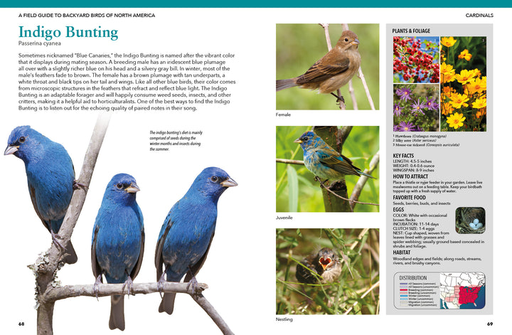 Backyard Birds of North America by Schiffer Publishing, Ltd. features a field guide page on Indigo Buntings with photos of every life stage, ID tips, a range map, descriptions, and a sidebar on plants that attract these common backyard birds.