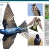 A close-up of a flying Purple Martin, plus photos for bird ID—juvenile, female, and male perched—accompany an info box on plants, range, and traits in "Backyard Birds of North America" by Schiffer Publishing, Ltd.
