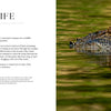 A large alligator floats in dark water, blending into the bayou as it silently observes. On the left, text discusses Louisiana’s diverse wildlife and bayou conservation. From "Into the Lost World" by Schiffer Publishing, Ltd.