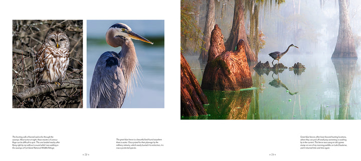 A spread in "Into the Lost World" by Schiffer Publishing, Ltd. shows a barred owl and great blue heron on the left, and a misty Louisiana bayou with a heron on cypress roots on the right, each with descriptive text below.