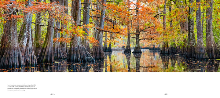 Into the Lost World" by Schiffer Publishing, Ltd. invites you on a photographic journey through a tranquil Louisiana bayou, showcasing tall cypress trees in autumn reflected in still waters and creating a tunnel-like forest view.