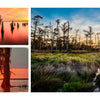 A collage titled "Into the Lost World" by Schiffer Publishing, Ltd. depicts a vibrant Louisiana bayou at sunset, with cypress trees, misty wetlands, tall grass, and golden-orange light illuminating the landscape.