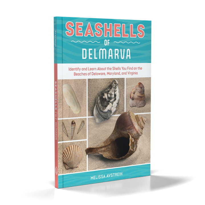 Seashells of Delmarva by Schiffer Publishing, Ltd. features a turquoise and red cover with seashell photos and a subtitle on identifying Delmarva seashells along Delaware, Maryland, and Virginia beaches.