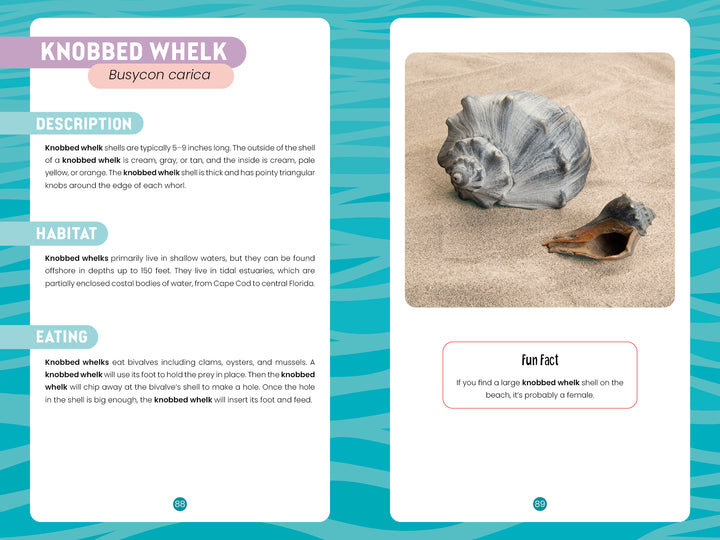 Seashells of Delmarva by Schiffer Publishing, Ltd. is an informational page with a photo of a gray spiral knobbed whelk shell and fragment on sand, plus sections on description, habitat, eating, and fun facts—a handy Delmarva seashell ID guide.