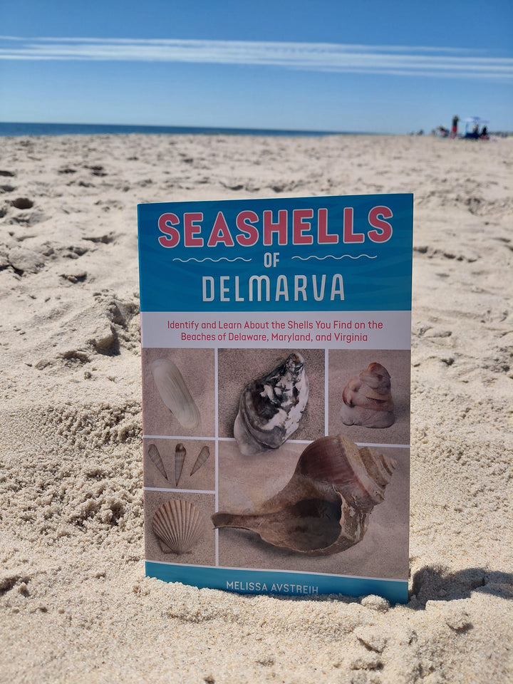Seashells of Delmarva by Schiffer Publishing, Ltd. stands upright in the sand on a sunny beach, with the ocean in the background. The cover displays seashell photos, making it an ideal Delmarva seashell identification and beachcombing guide.