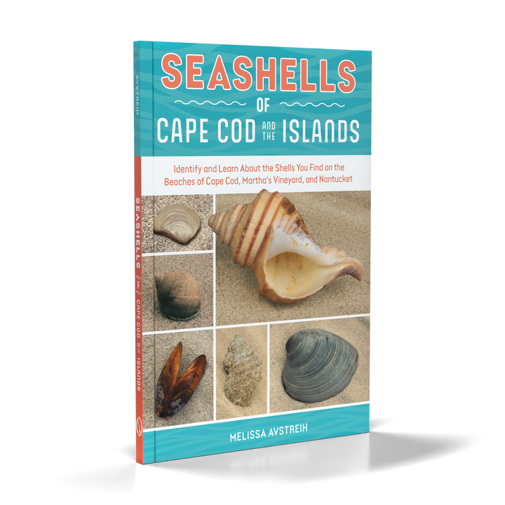 Seashells of Cape Cod and the Islands by Schiffer Publishing, Ltd. features photos of local seashells on sandy, turquoise-striped backgrounds—ideal for Cape Cod beachcombing enthusiasts.