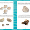 A page from "Seashells of Cape Cod and the Islands" by Schiffer Publishing, Ltd. features five labeled images of shells, a rock, and coral with descriptive text about their origins and features, set on a blue patterned background.