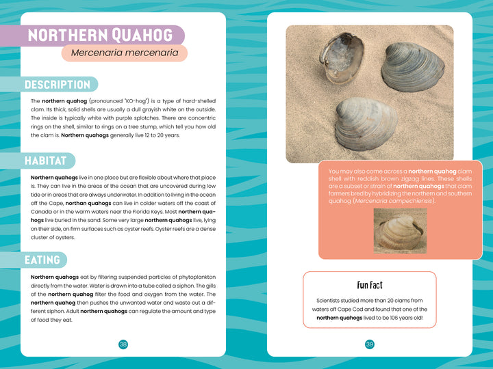 Seashells of Cape Cod and the Islands" by Schiffer Publishing, Ltd. is a two-page illustrated guide to Northern Quahog clams, with descriptions, habitat, eating habits, a photo of shells on sand, and a record Cape Cod seashell fun fact.