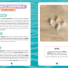 An informational page about the Atlantic dogwinkle, part of "Seashells of Cape Cod and the Islands" by Schiffer Publishing, Ltd., features five seashells on tan with teal and sand accents plus text on appearance, habitat, diet, and a fun fact.