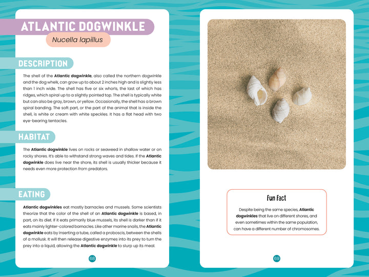 An informational page about the Atlantic dogwinkle, part of "Seashells of Cape Cod and the Islands" by Schiffer Publishing, Ltd., features five seashells on tan with teal and sand accents plus text on appearance, habitat, diet, and a fun fact.