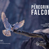 A peregrine falcon with wings spread wide lands on a branch, rocky cliffs blurred behind, framing the book title “The Peregrine Falcon” by Schiffer Publishing, Ltd.