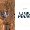 A peregrine falcon dives headfirst in front of a blurred, rocky background. Text reads “Part 1 The Peregrine Falcon”—your next raptor book from Schiffer Publishing, Ltd.
