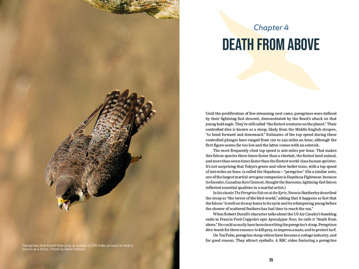 A peregrine falcon dives at top speed, wings folded; a caption highlights this feat. On the right, Chapter 4: Death from Above introduces hunting tactics in "The Peregrine Falcon" by Schiffer Publishing, Ltd.