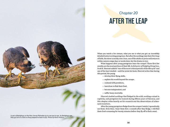 Two young peregrine falcons perch on a branch—one feeding, the other watching—in an image introducing Chapter 20, “After the Leap,” which explores fledgling raptors in "The Peregrine Falcon" by Schiffer Publishing, Ltd.