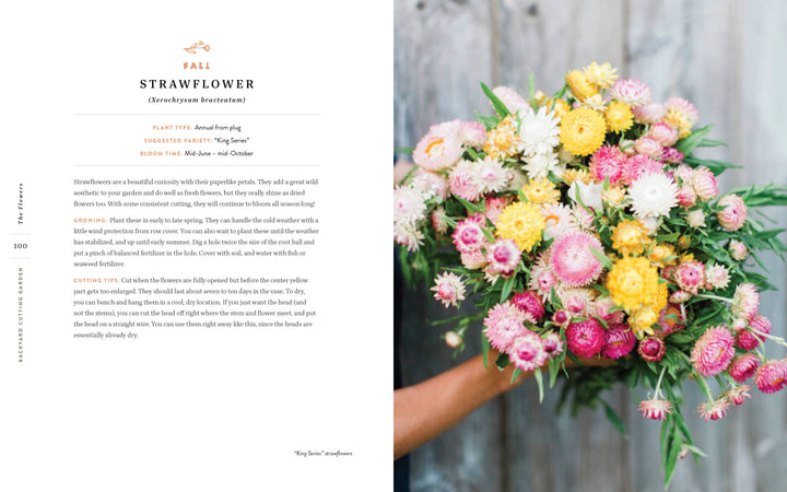 A hand holds a bouquet of pink, yellow, and white strawflowers against rustic wood—the perfect inspiration for vibrant backyard flower gardening with Backyard Cutting Garden by Schiffer Publishing, Ltd.