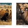 Left: American bison graze in Grand Teton National Park, with distant hills in view. Right: Three bighorn sheep stand together in dry brush—both breathtaking images from "Grand Teton National Park" by Schiffer Publishing, Ltd.