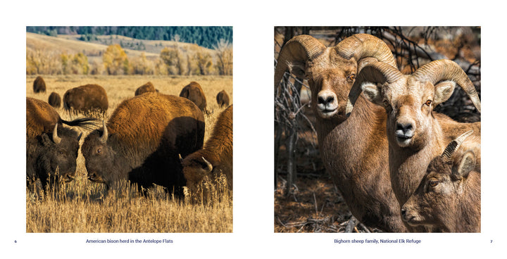Left: American bison graze in Grand Teton National Park, with distant hills in view. Right: Three bighorn sheep stand together in dry brush—both breathtaking images from "Grand Teton National Park" by Schiffer Publishing, Ltd.