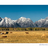 Horses graze in a golden meadow with snowy peaks and a rising moon under clear skies—a scene from Grand Teton National Park, captured beautifully in this Schiffer Publishing, Ltd. photography book.