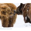 Two brown grizzly bears spar playfully in the snow at Yellowstone National Park, featured by Schiffer Publishing, Ltd.—an exciting wildlife scene with bears facing each other, mouths open and fur dusted with snowflakes.
