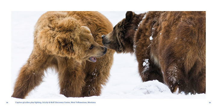 Two brown grizzly bears spar playfully in the snow at Yellowstone National Park, featured by Schiffer Publishing, Ltd.—an exciting wildlife scene with bears facing each other, mouths open and fur dusted with snowflakes.