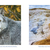 Left: A grey wolf with yellow eyes stands against autumn foliage. Right: Vibrant geothermal features at Palette Spring, Mammoth Hot Springs in Yellowstone National Park. Product by Schiffer Publishing, Ltd.