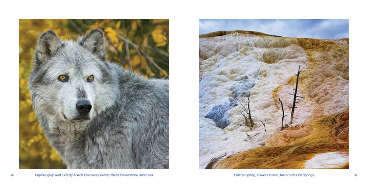 Left: A grey wolf with yellow eyes stands against autumn foliage. Right: Vibrant geothermal features at Palette Spring, Mammoth Hot Springs in Yellowstone National Park. Product by Schiffer Publishing, Ltd.
