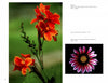 Showcased from "The Art of Flower Photography" by Schiffer Publishing, Ltd.: Left—a cluster of orange-red flowers with green stem and blurred background; right—a close-up of a pink-and-white daisy with yellow center on black.
