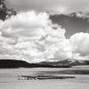 Black and white photo from "Harvey Caplin's Real Cowboys & the Old West" by Schiffer Publishing, Ltd. shows cattle in a corral amid rolling hills, capturing the dramatic scale of American West ranch life.