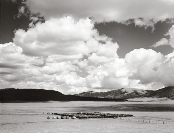 Black and white photo from "Harvey Caplin's Real Cowboys & the Old West" by Schiffer Publishing, Ltd. shows cattle in a corral amid rolling hills, capturing the dramatic scale of American West ranch life.