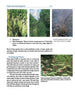 A page from Schiffer Publishing, Ltd.'s "Garden Pools and Swimming Ponds" shows three aquatic plants—reed grass, reed sweetgrass, and water knotweed—with photos and habitat details, highlighting their role in garden pools and swimming pond ecosystems.