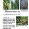 A page from Schiffer Publishing, Ltd.'s "Garden Pools and Swimming Ponds" shows three aquatic plants—reed grass, reed sweetgrass, and water knotweed—with photos and habitat details, highlighting their role in garden pools and swimming pond ecosystems.