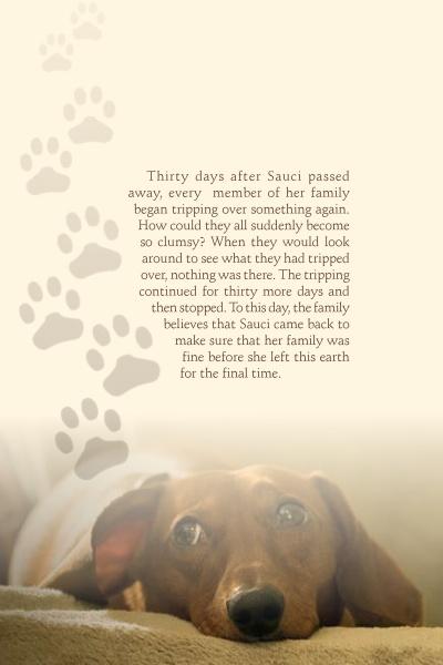 A brown dachshund rests on a soft surface, gazing upward as faded paw prints ascend beside touching pet visitation stories from "Tails of the Afterlife" by Schiffer Publishing, Ltd., sharing one family's journey after losing their dog, Sauci.