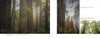 Discover "Ashland, Oregon, Day Trips" by Schiffer Publishing, Ltd.—a photographic essay of misty redwood forests near Ashland with lush foliage and rhododendrons. Includes detailed images of tall trunks and leafy branches in the fog.