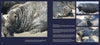 A collage of photos from "The Gray Curtain" by Schiffer Publishing, Ltd. shows gray seals with scars and wounds on sandy beaches, including close-ups of injuries and textures. Text blocks appear on a dark blue background.