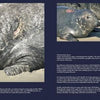 A collage of photos from "The Gray Curtain" by Schiffer Publishing, Ltd. shows gray seals with scars and wounds on sandy beaches, including close-ups of injuries and textures. Text blocks appear on a dark blue background.
