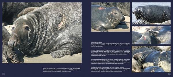 A collage of photos from "The Gray Curtain" by Schiffer Publishing, Ltd. shows gray seals with scars and wounds on sandy beaches, including close-ups of injuries and textures. Text blocks appear on a dark blue background.