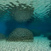 Underwater photography in Lake Tahoe’s clear waters features large, rounded rocks on sand. On the right, Clarity by Schiffer Publishing, Ltd. displays a vertical table of contents. Sunlight gently reflects above.