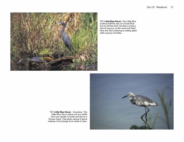 Top: A little blue heron stands by a pond with turtles on a log. Bottom: A mottled juvenile heron wades, its reflection visible. Stunning photography from "Birds of Coastal South Carolina" by Schiffer Publishing, Ltd.