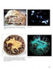 A page from "Collecting Fluorescent Minerals" by Schiffer Publishing, Ltd. features scheelite and septarian nodule specimens under normal and shortwave UV light, highlighting their vivid glowing patterns—ideal for any mineral enthusiast.