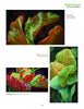 A page showcases three vibrant paintings of plant leaves in green, red, and yellow, featured in "Green Art" by Schiffer Publishing, Ltd., with artwork titles and sizes listed beside each painting.