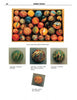 Marble Mania by Schiffer Publishing, Ltd. features a wooden box of colorful marbles above four close-ups with swirled patterns, each labeled for identification and values from $100–$500—perfect for marble collecting fans.