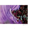 Close-up of a sea anemone with wavy purple and lavender tentacles, featured in "Seaduction" by Schiffer Publishing, Ltd., showcasing a vibrant, textured underwater scene from Beverly Factor’s stunning ocean photography.