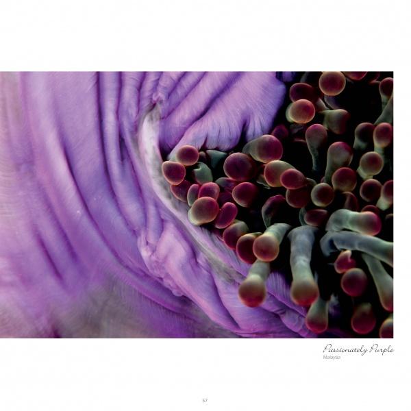 Close-up of a sea anemone with wavy purple and lavender tentacles, featured in "Seaduction" by Schiffer Publishing, Ltd., showcasing a vibrant, textured underwater scene from Beverly Factor’s stunning ocean photography.